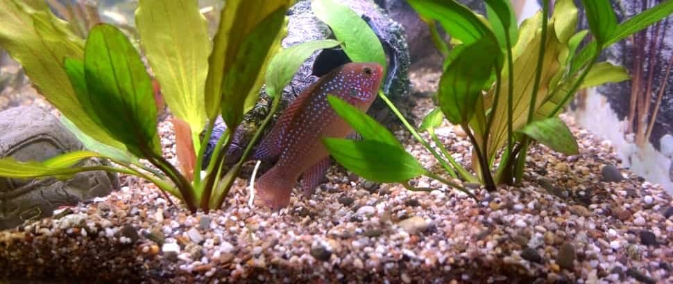 Cleaning a Fish Tank