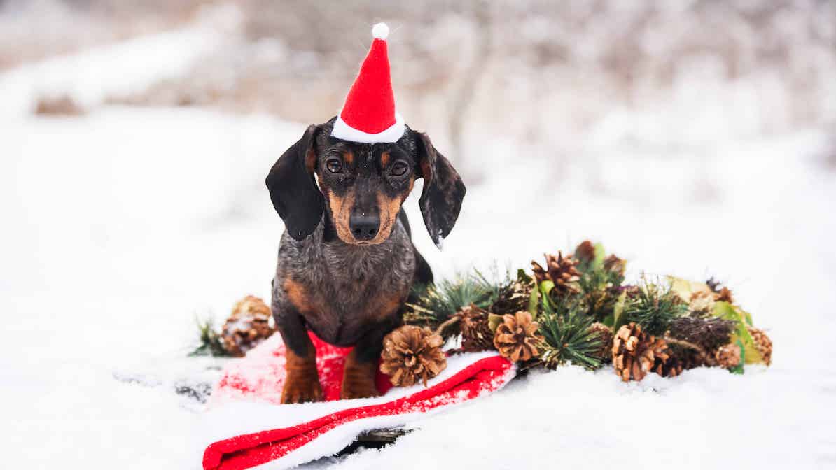 dachshund-christmas-