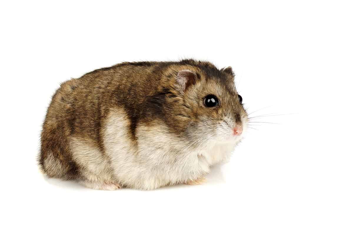 dwarf hamster
