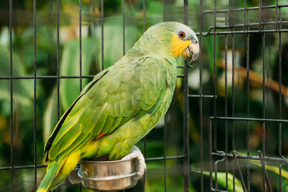 orange winged amazon in cage