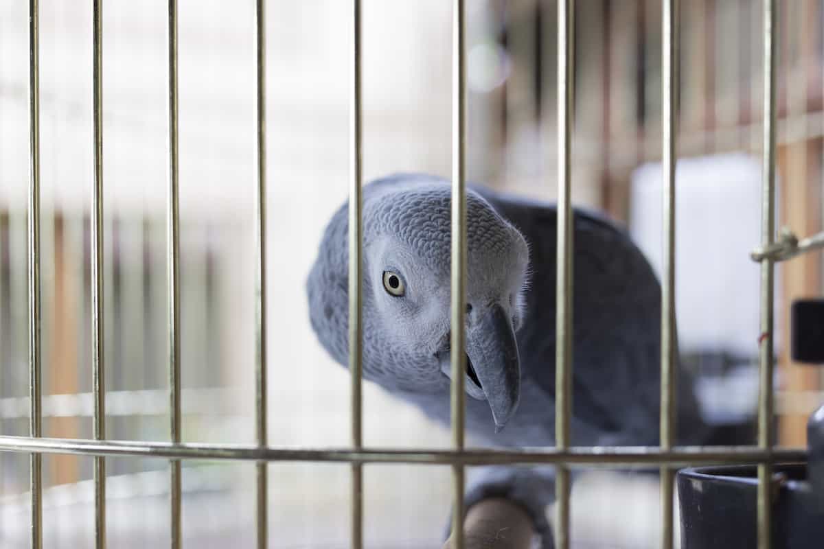 parrot in a cage