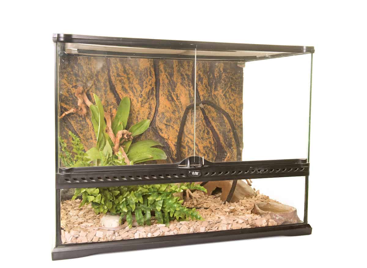 a glass reptile terrarium