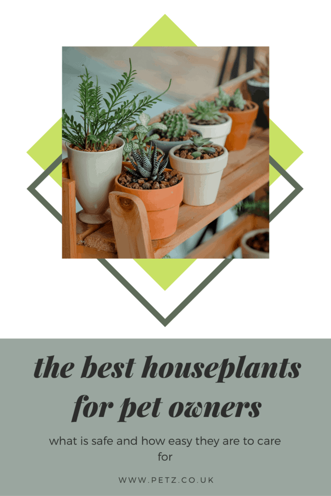 Pet Safe Houseplants