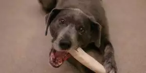 Labrador dog with rawhide chew in mouth