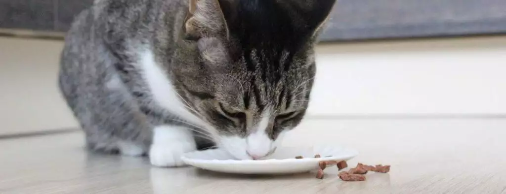 best automatic cat feeders dish