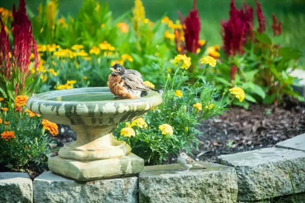 best bird baths
