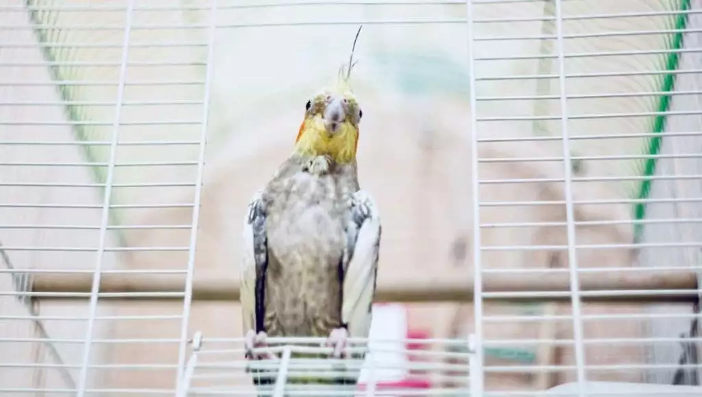 Best Bird Cage Stand