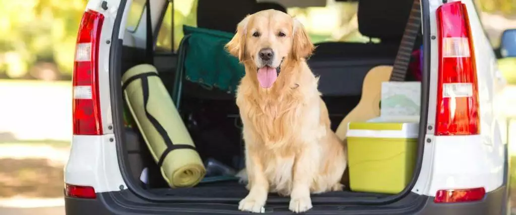 Best Car Dog Crates For Boot