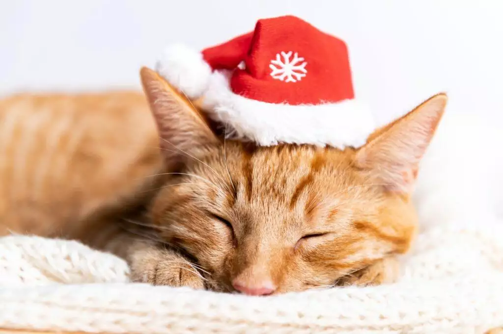 best christmas gift set for cats