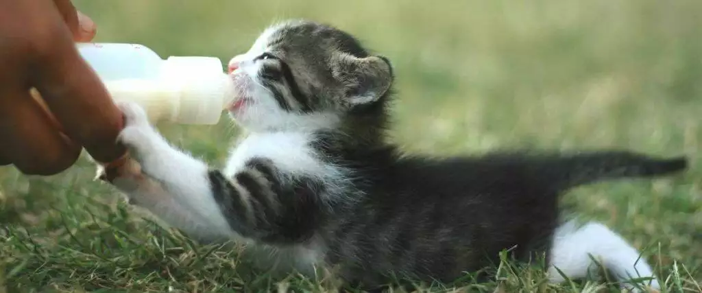 Best Cat Milks For Cats And Kittens