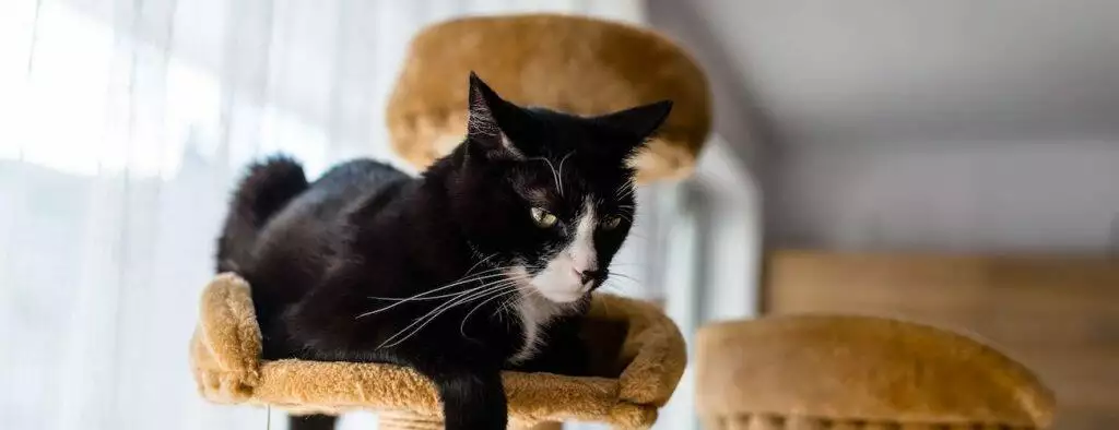 best cat tree tower play condo scratcher post