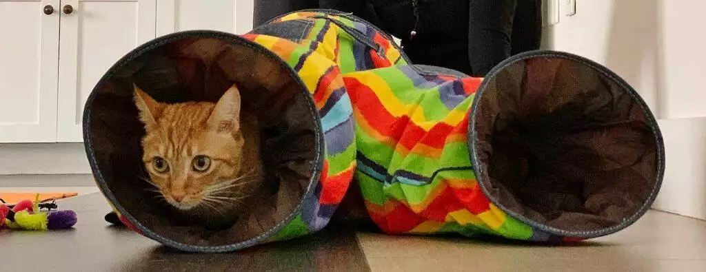 best cat tunnel playing circuit