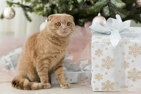 Best christmas cat names 1