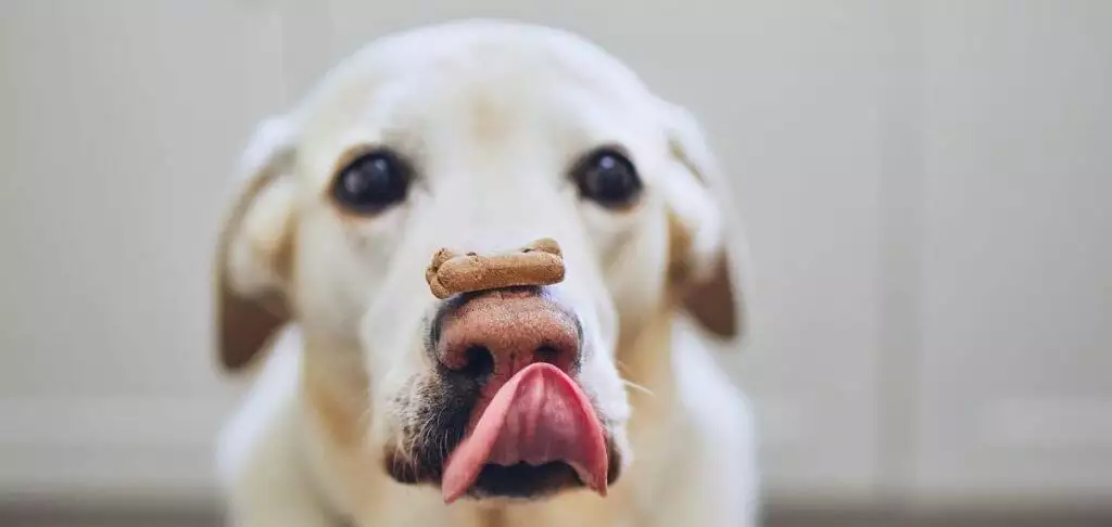 Best Dog Biscuit