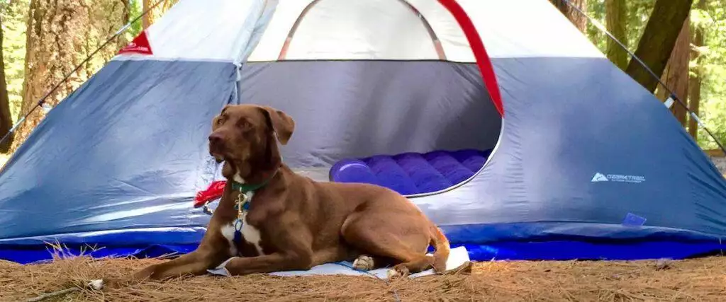 Best Dog Camping Travel Beds