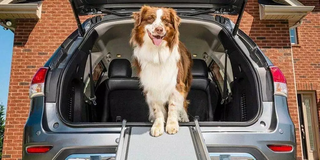 Best Dog Car Ramps