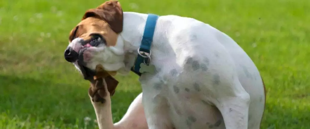 Best Dog Flea Treatments