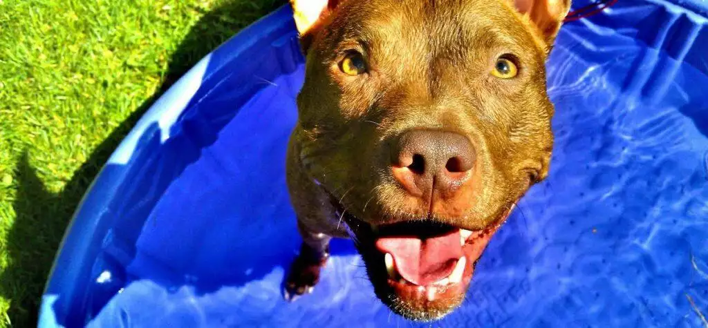 Best Dog Paddling Pool