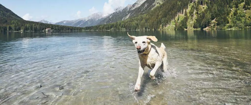 Best Dog Tracker (GPS and Activity)