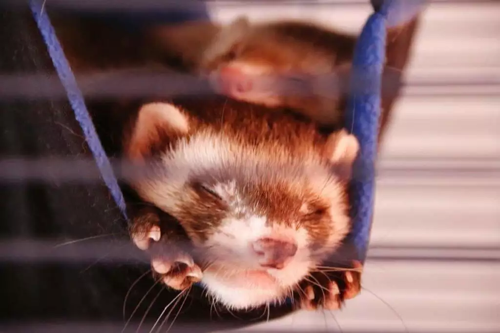 best ferret cage