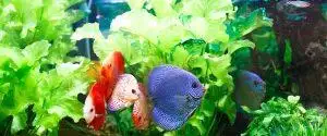 7 Best Aquarium Fish For Beginners