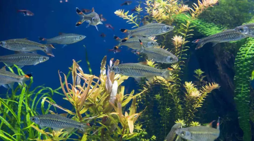 Best Live Plants for Fish Tanks