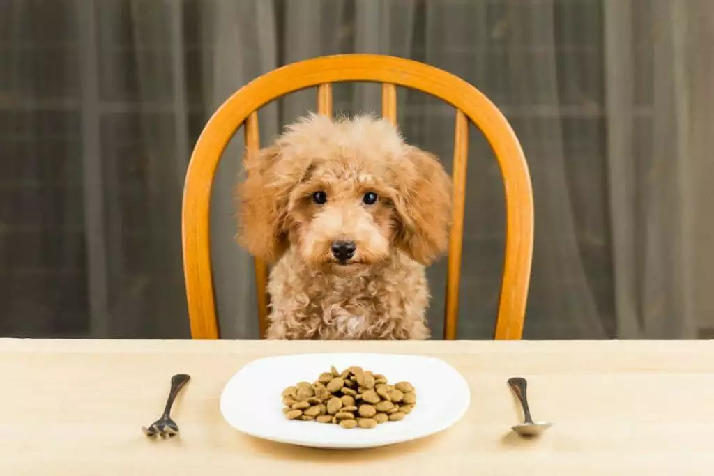 the best dog food without grains