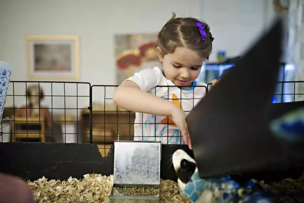 best indoor guinea pig cage