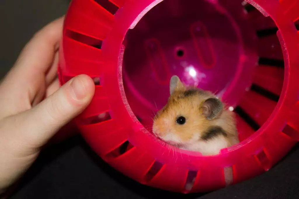 best hamster exercise toys