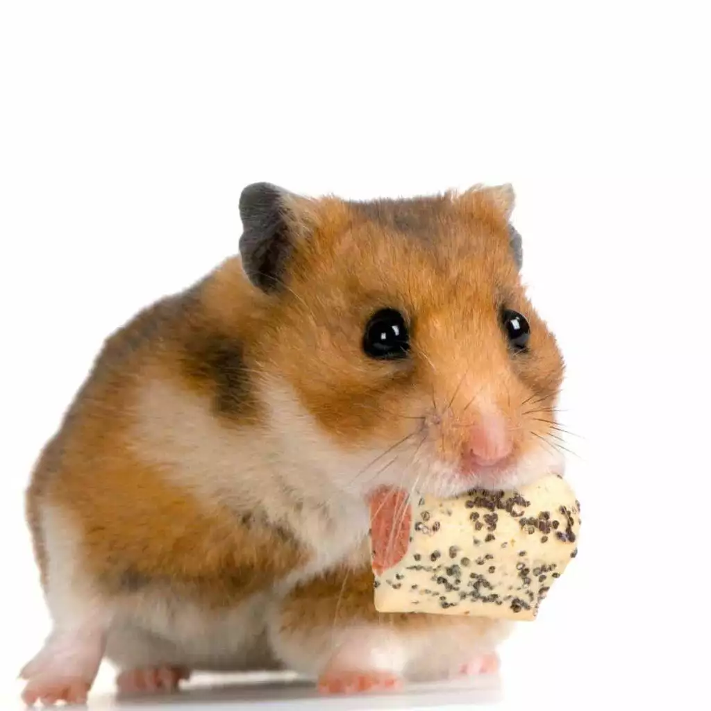 what is the best hamster food