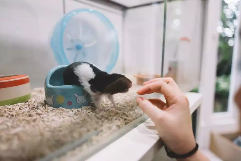 best hamster chew toys