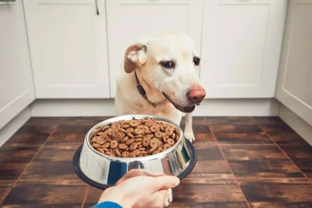 best allergen free dog food