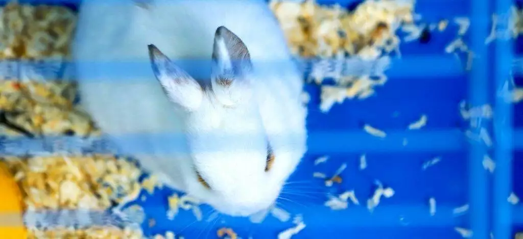 Best Indoor Rabbit Hutches