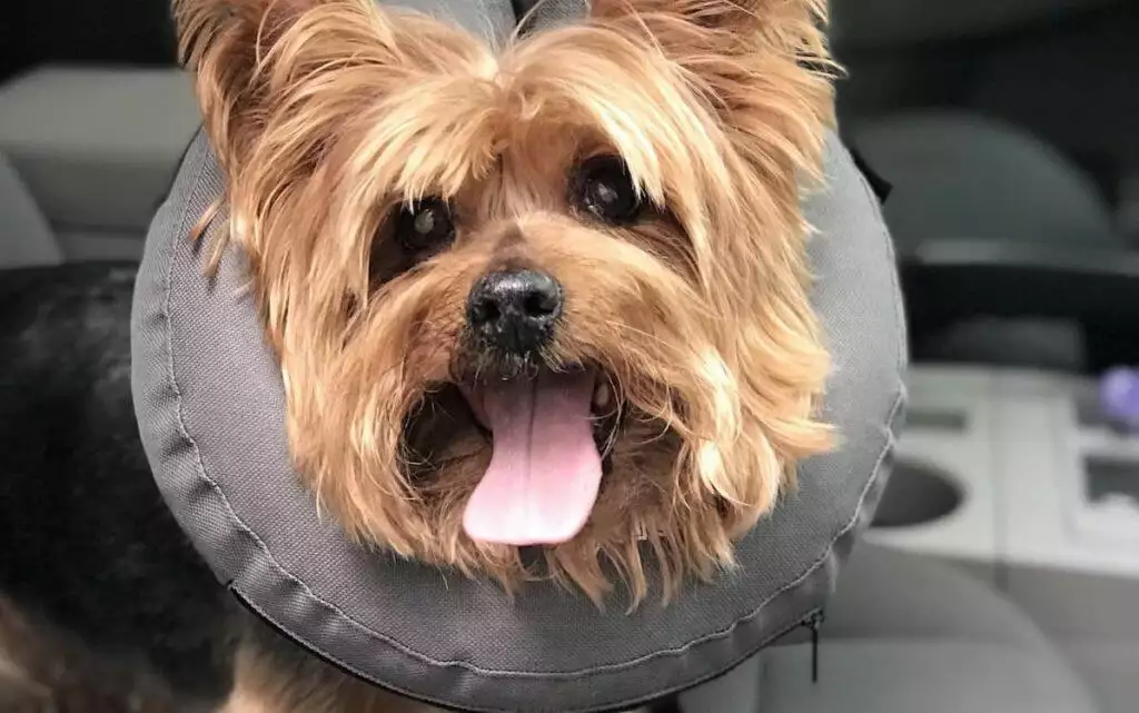 best inflatable dog collar