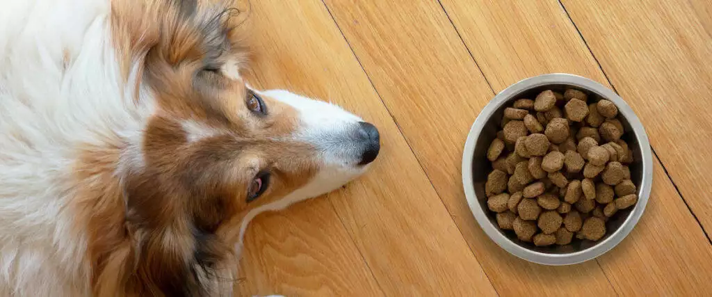 Best Insect Dog Food