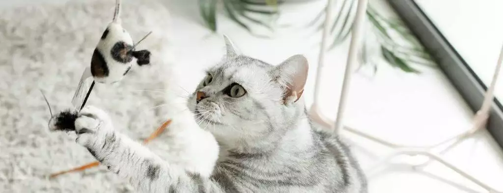 best interactive cat toy playing