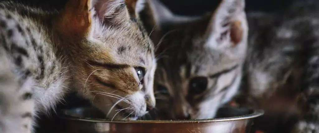Best Kitten Food