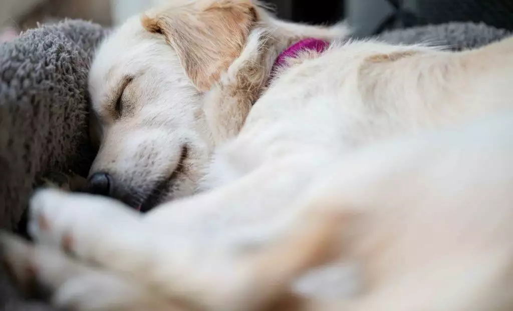 Best Memory Foam Dog Beds