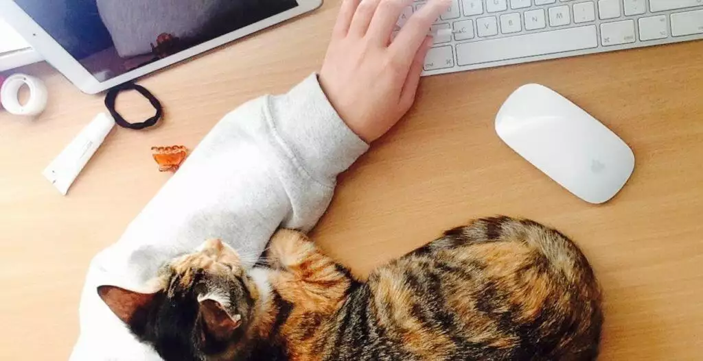 Talk To An Online Vet