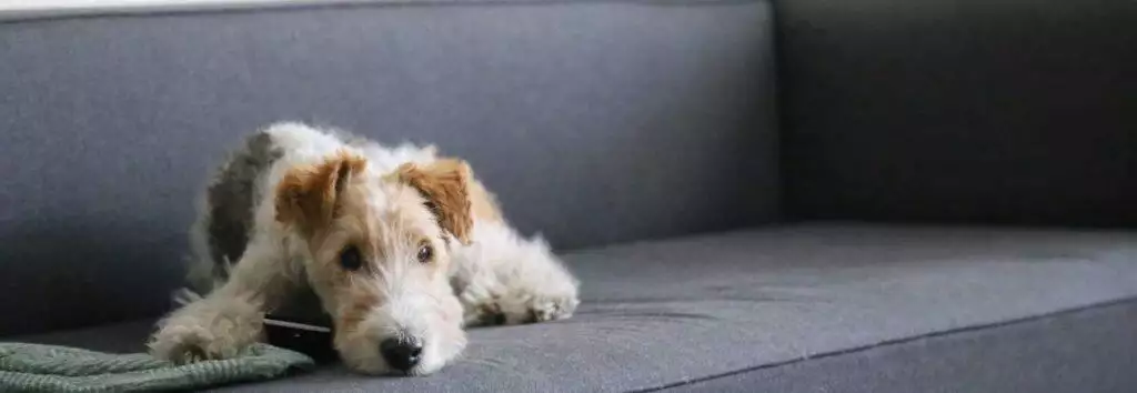 best pet grooming glove cats dogs brush