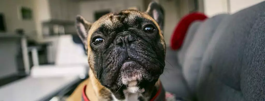 best pet home camera for security treats work