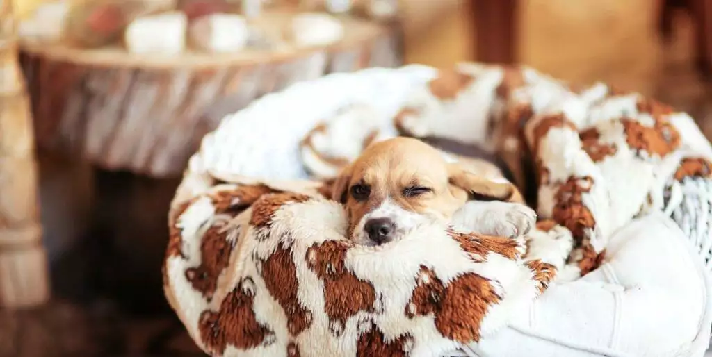 Best Puppy Starter Kit