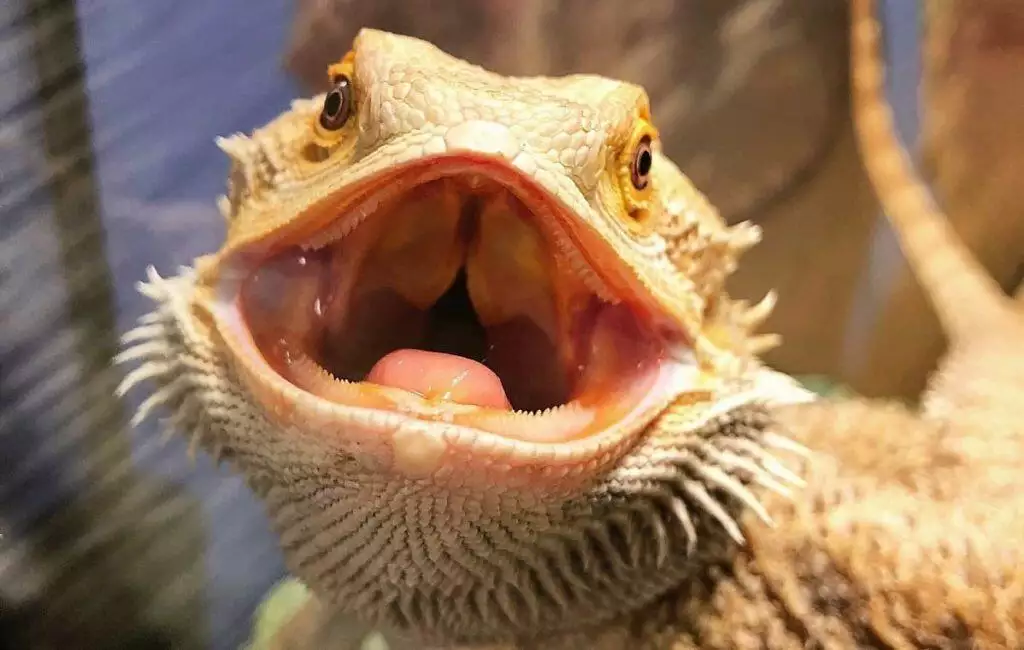 Best Reptile Feeding Tongs