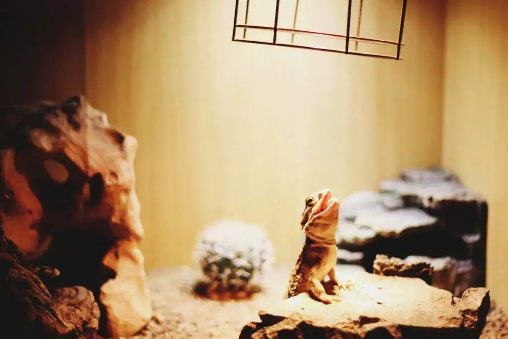 best reptile heating pad