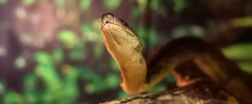 Best Reptile Tank Thermostat