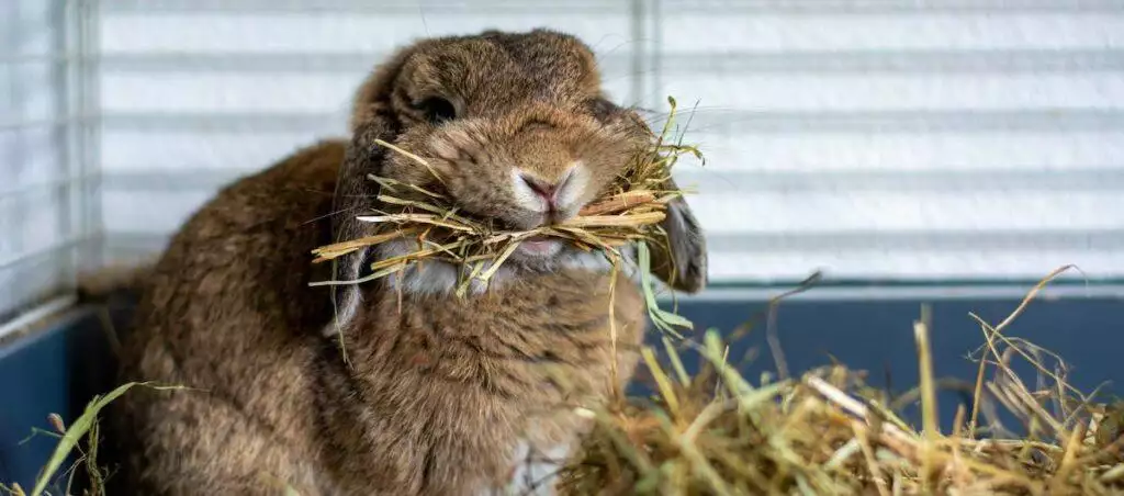Best Small Animal Litter Tray Rabbit Ferret Hamster Rat GuineaPig
