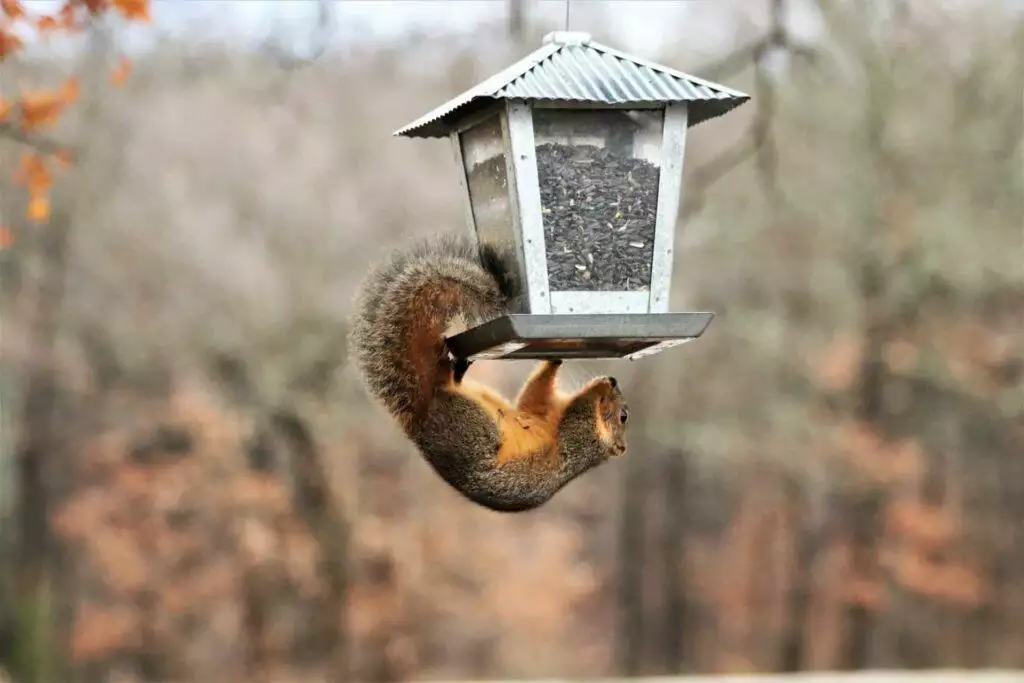 best anti squirrel bird feeder