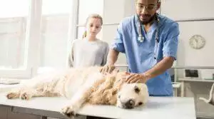 Caring for Dogs with Bladder Stones