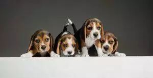 Breeding And Rearing Puppies