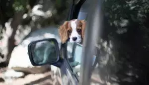 Things to consider when buying a puppy